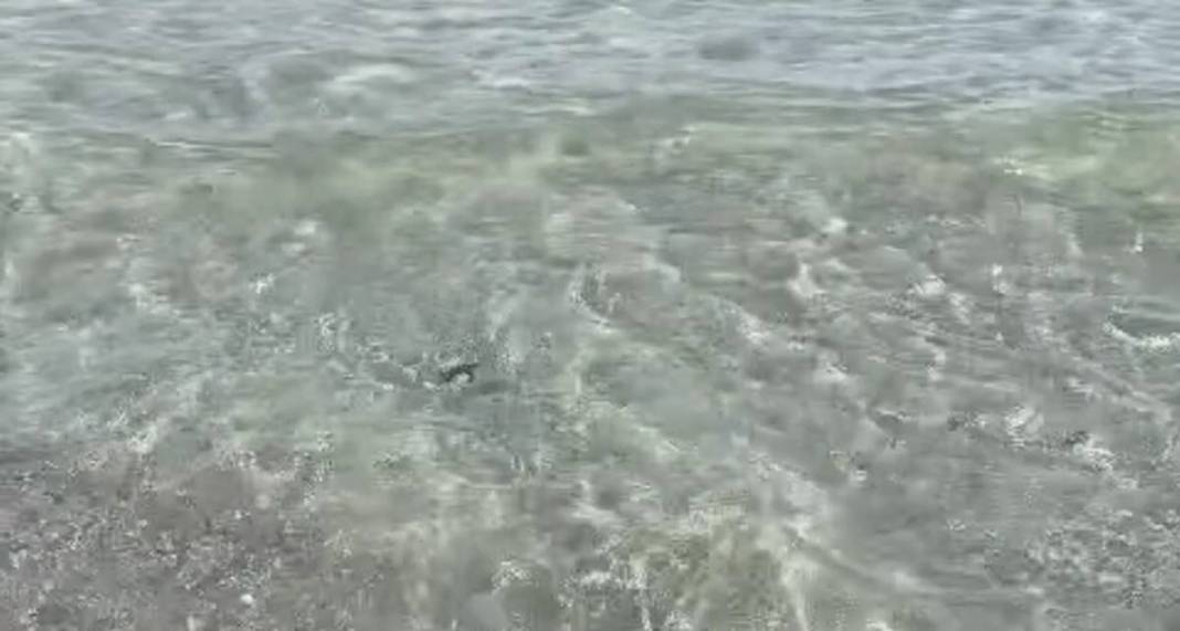 İhbar üzerine deniz kıyısına gittiler: Karşılaştıkları manzara şoke etti! Uzmanlar, o ilçede 9 gün boyunca araştırma yaptı 13